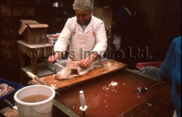 Fish Filleting