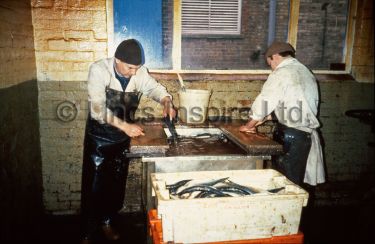 Fish Filleting