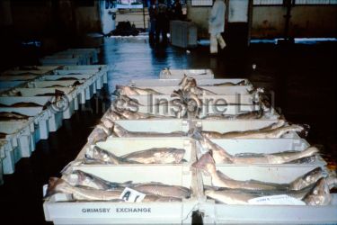 Fish Market