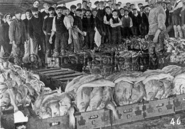 Fish Market on Pontoon