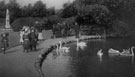 People's Park swans