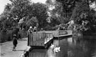 Peoples Park swans