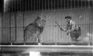 Lions and Tamer